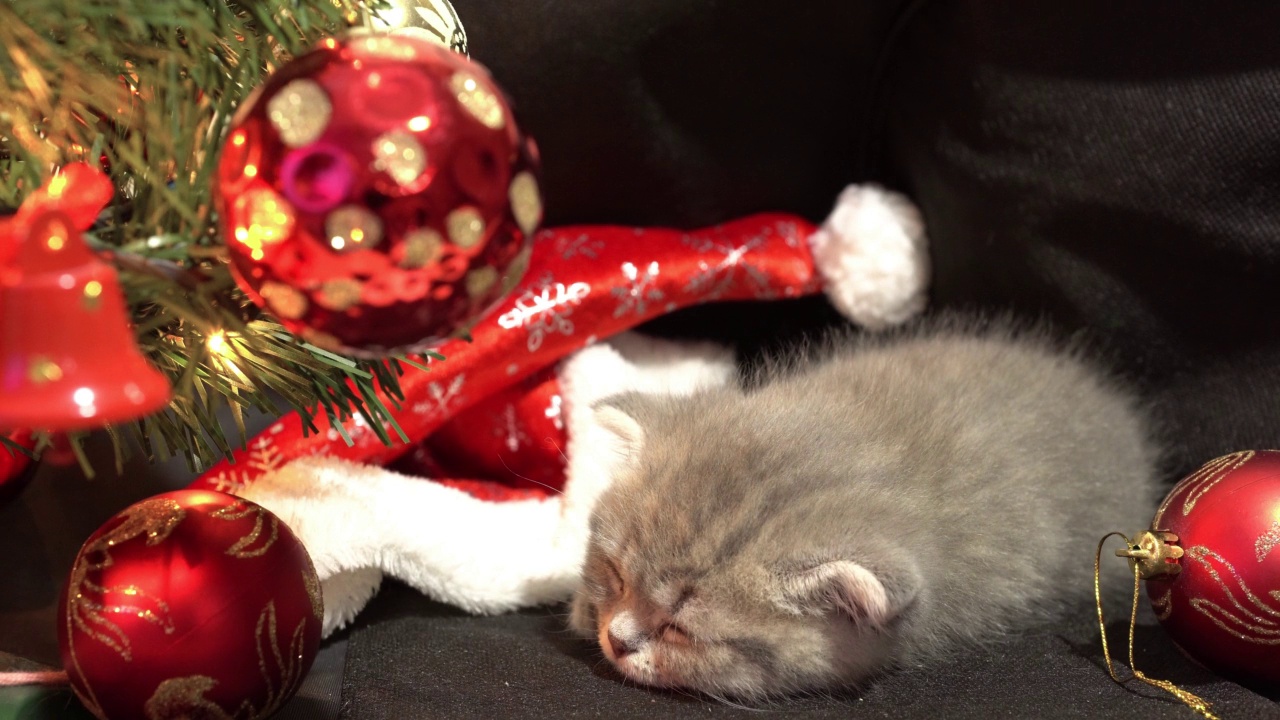 有趣的小灰色折叠苏格兰小猫小猫睡觉的黑色背景与圣诞装饰背景的圣诞球。视频素材