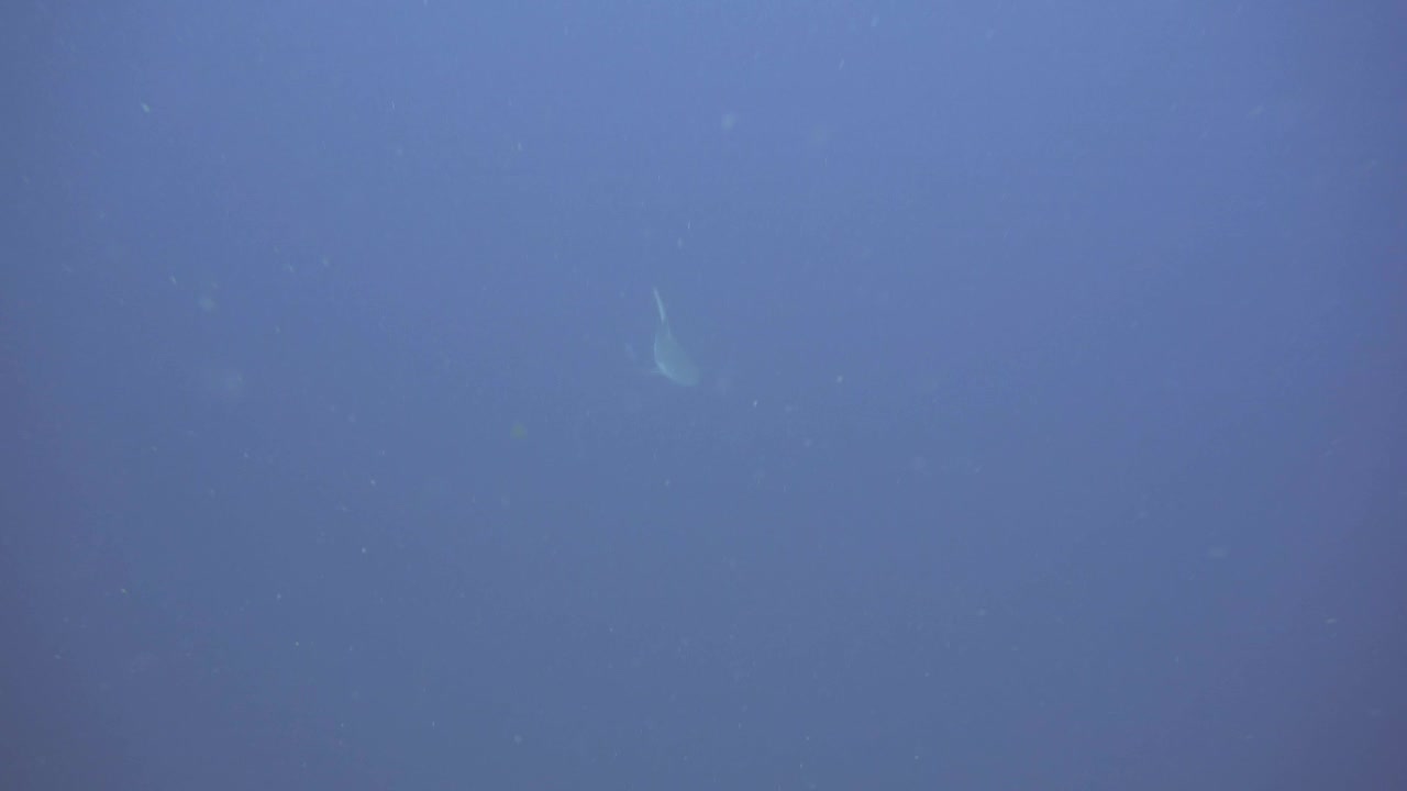 灰礁鲨在暗礁上巡逻视频素材