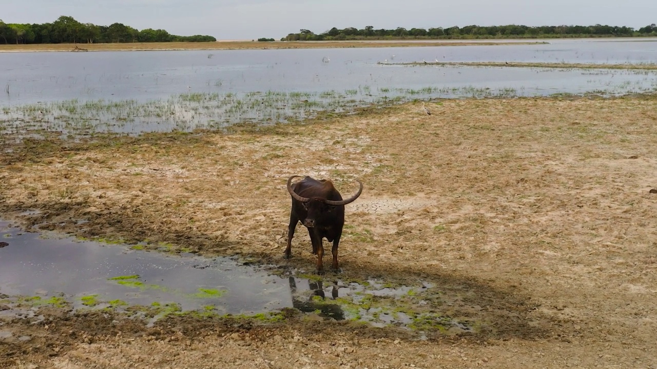 国家公园里的水牛。斯里兰卡。视频素材
