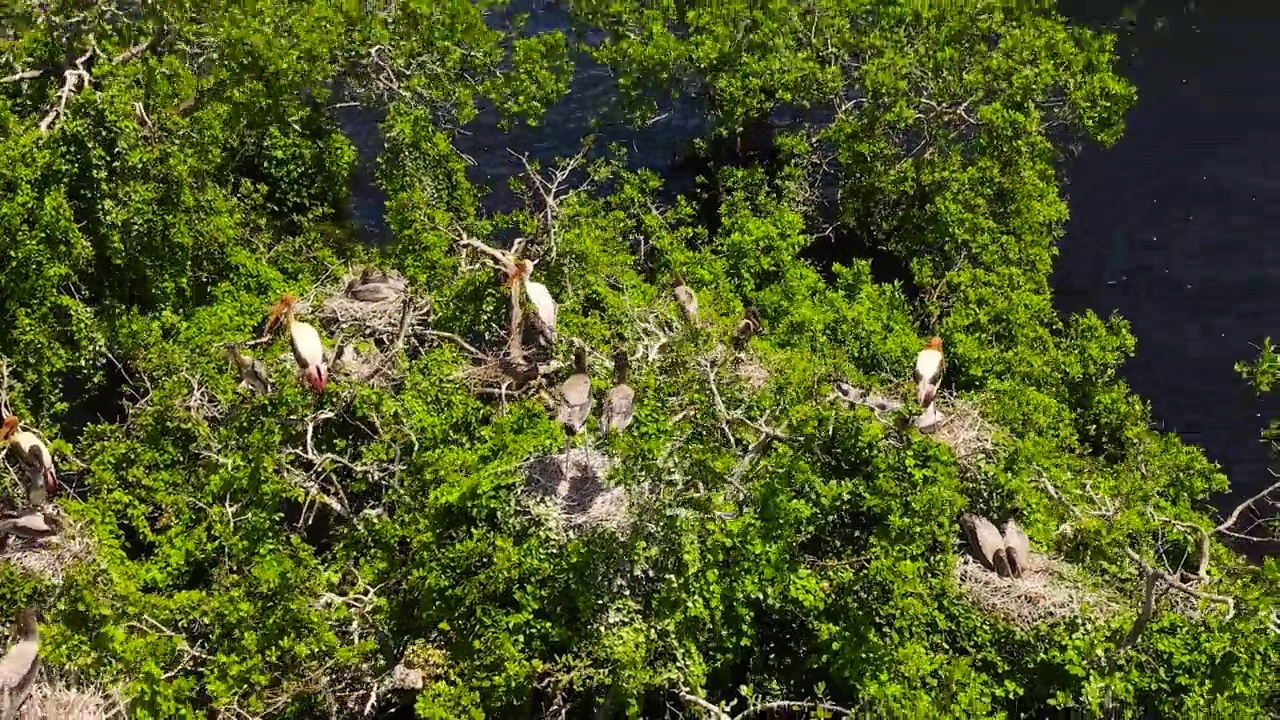 库马那国家公园有湖和鸟。视频素材
