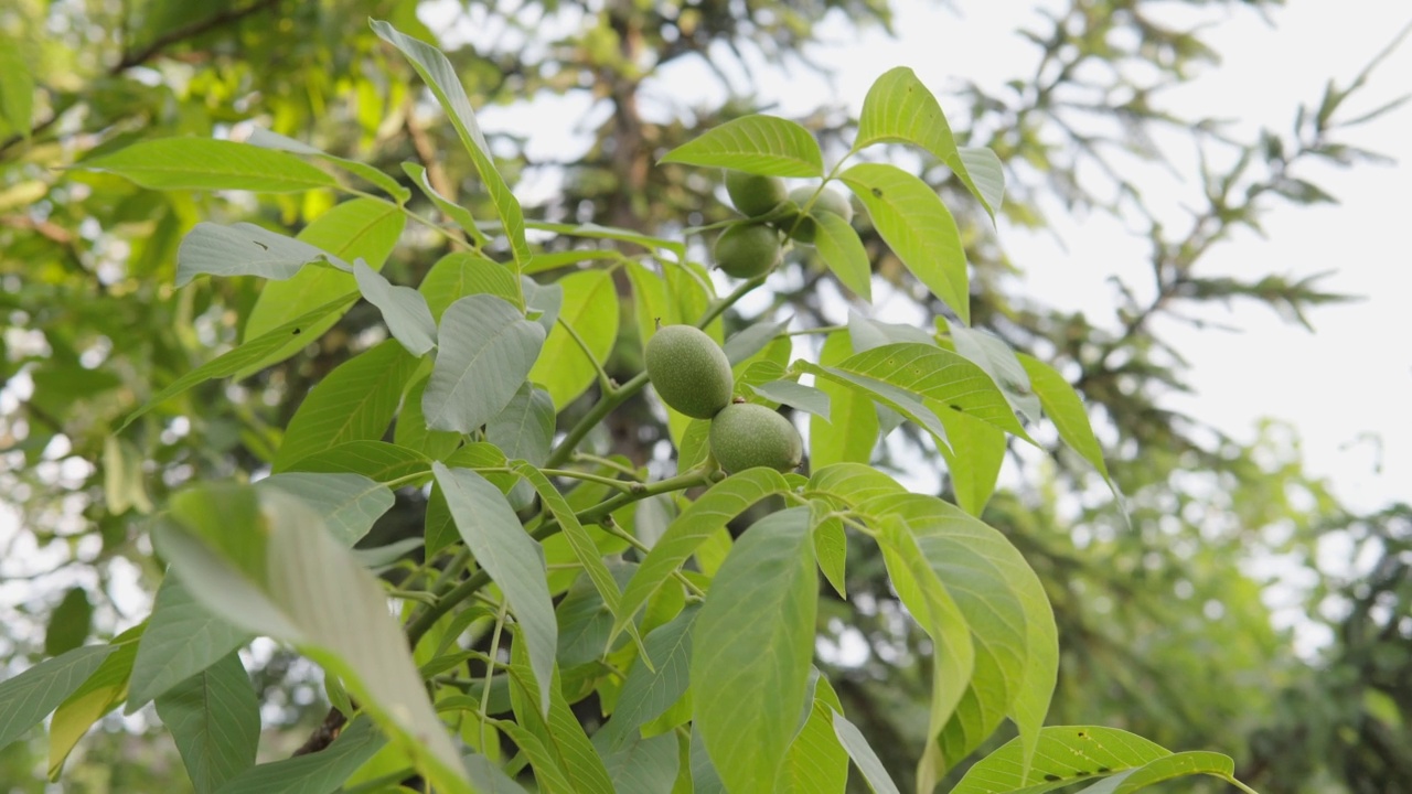 绿色未成熟的胡桃挂在树枝上。绿色果壳里的生核桃。视频素材