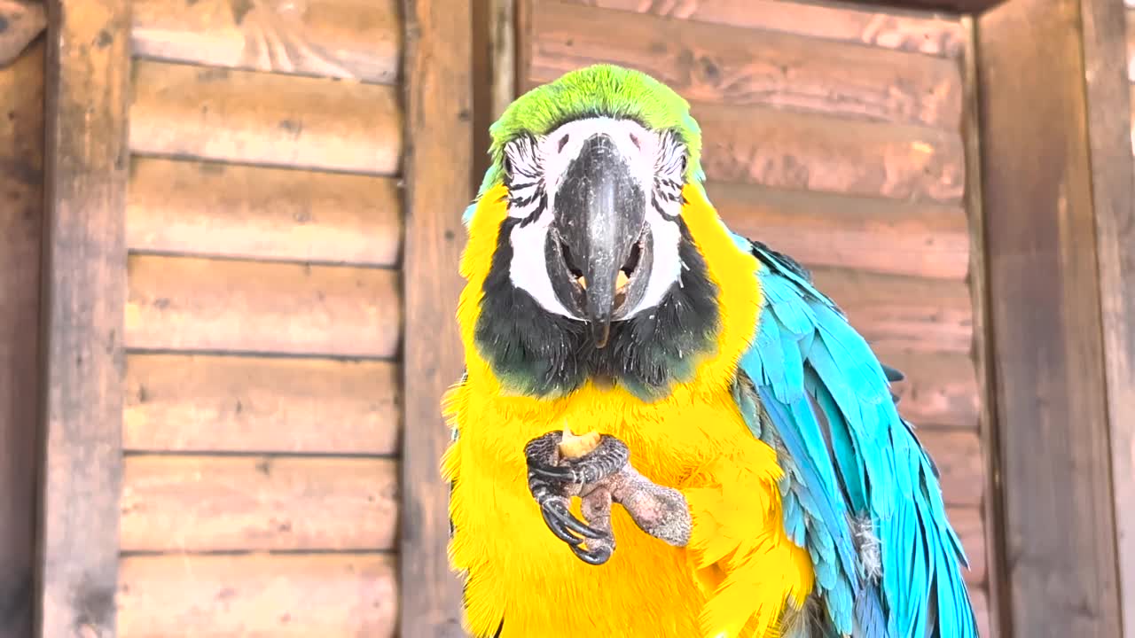 蓝黄相间的金刚鹦鹉Ara ararauna的肖像。蓝色和金色金刚鹦鹉。视频下载