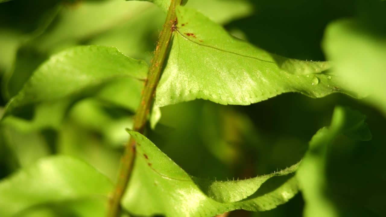 热带雨林雨前蕨类植物叶子的特写。微距镜头。版本1。视频素材