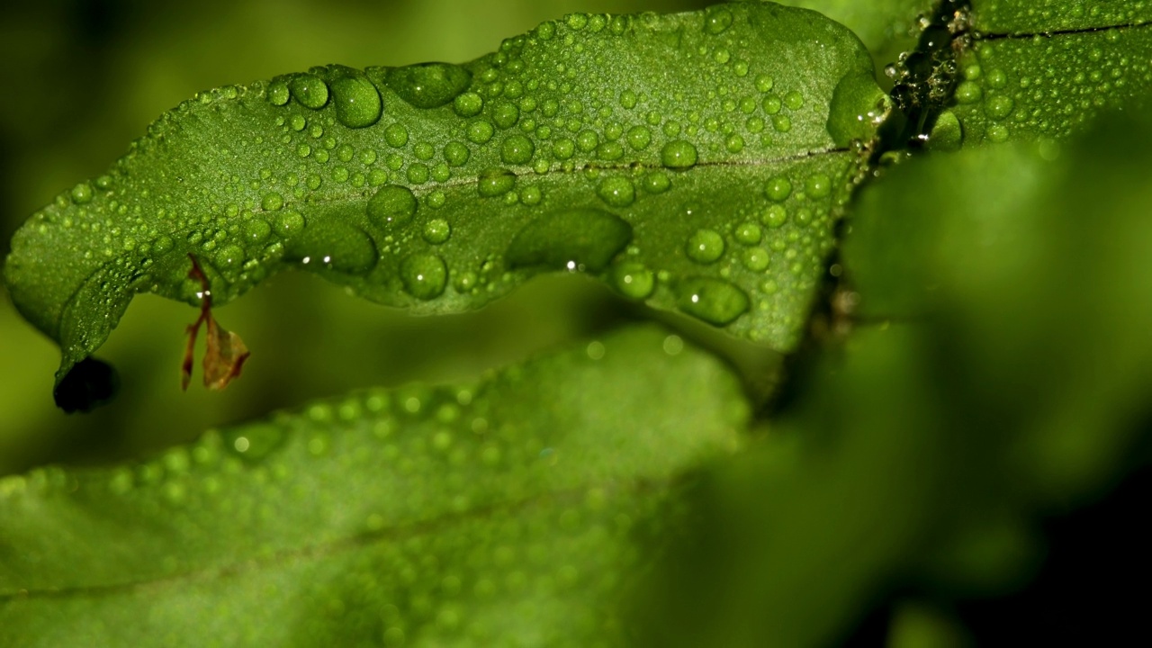 热带雨林中，热带雨后植物叶子上的雨滴。视频素材