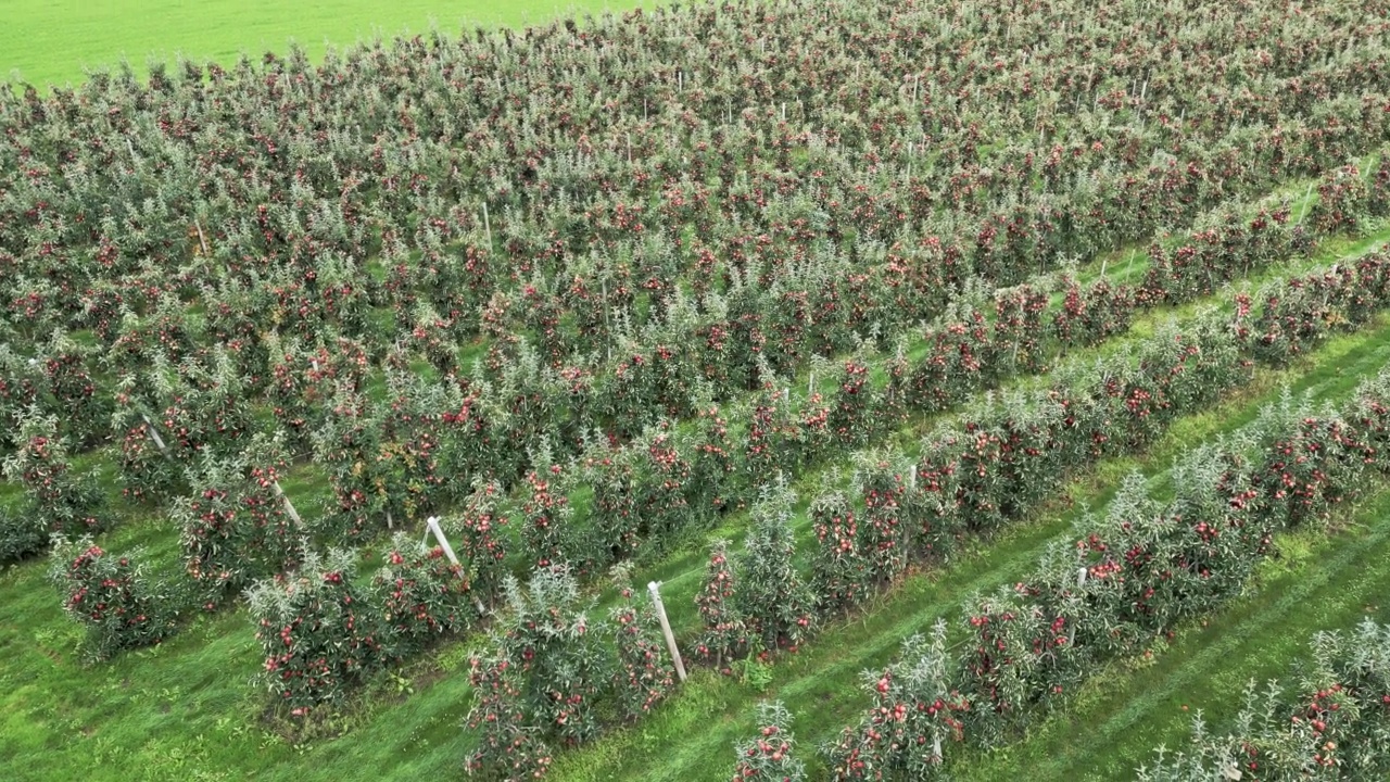 成熟的苹果在果园准备收割，无人机视图视频下载