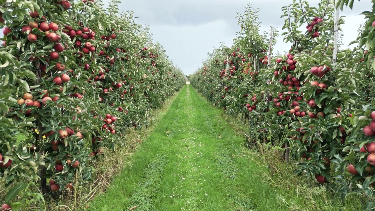 成熟的苹果在果园里准备收割，无人机低角度拍摄。视频下载