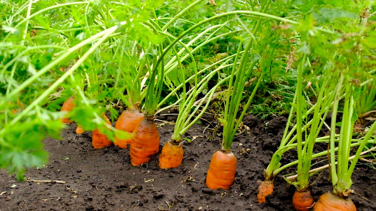 胡萝卜生长在花园里。有选择性的重点。食物。视频下载