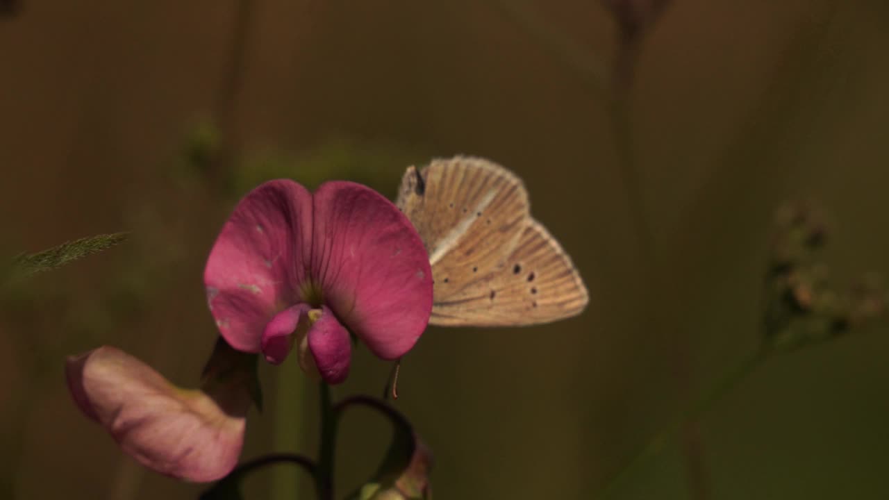 达蒙蓝(Polyommatus Damon)在一朵粉红色的花上觅食——慢动作视频素材