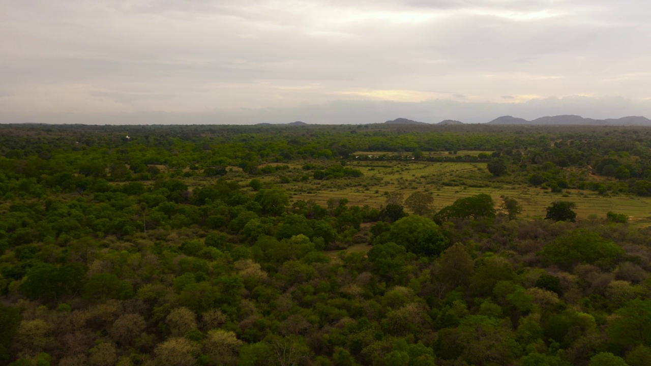 斯里兰卡绿色森林的鸟瞰图。视频素材
