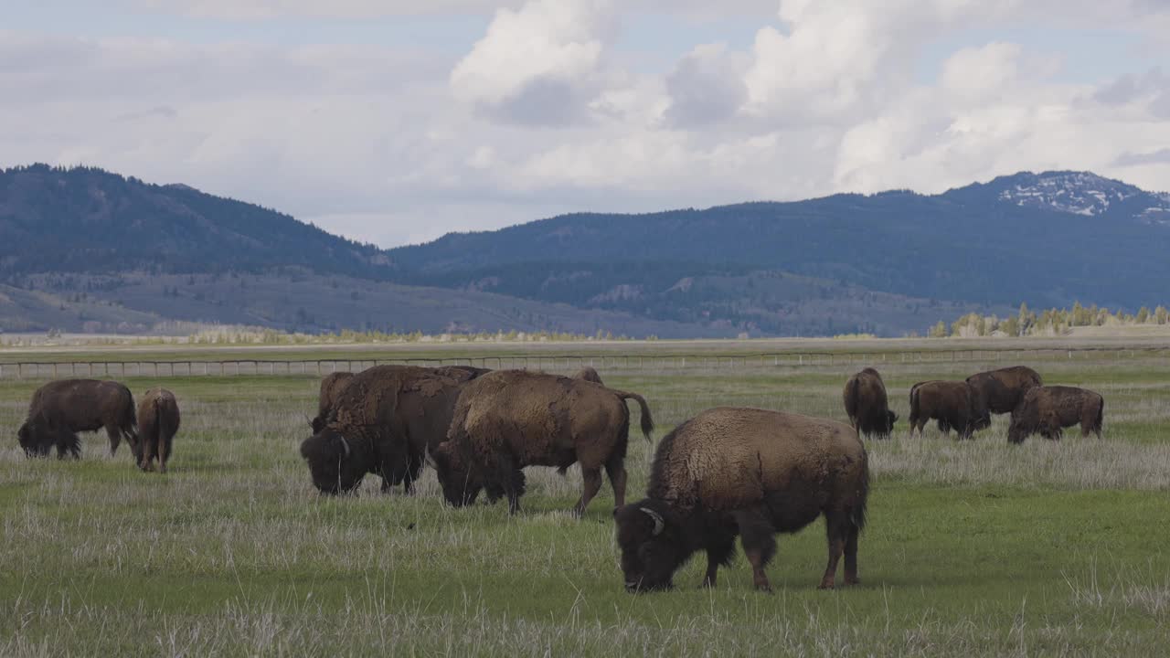 美洲野牛在吃草。黄石国家公园。视频素材