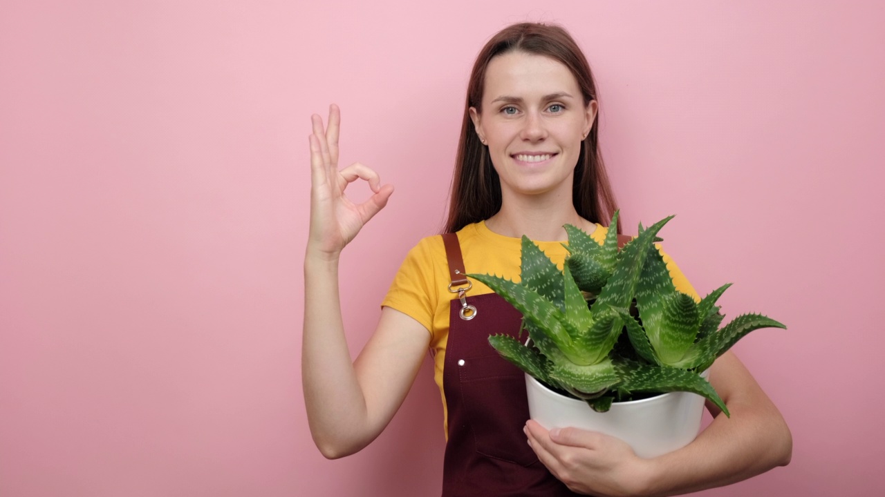 快乐的年轻园丁女抱着盆栽绿色植物和显示ok的手势，微笑着看着相机，摆姿势孤立在工作室的粉色背景墙。关心室内植物的概念视频下载