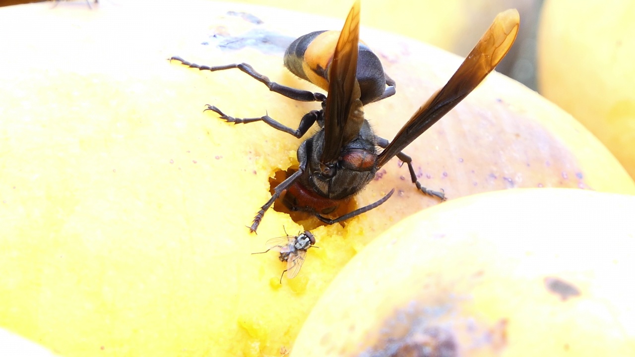 黄蜂，东方黄蜂，吃芒果糖浆。视频素材