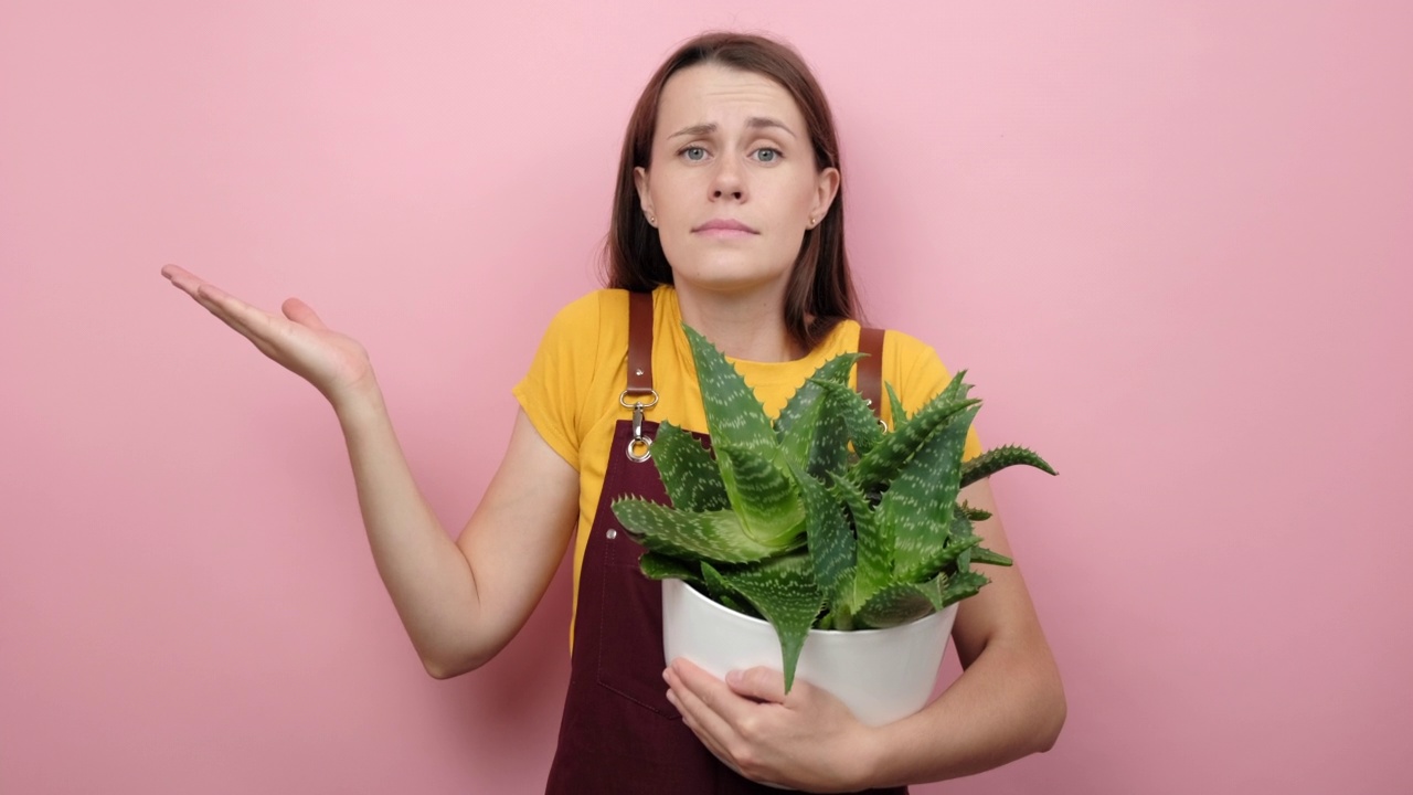 怀疑的年轻女花匠捧着一盆绿色的植物，困惑地举起手掌，不知道如何照顾这种植物，孤立在粉红色的背景上。植物学和园艺概念视频下载