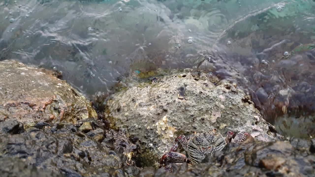 石头上的马尔代夫螃蟹。自顶向下视图视频素材