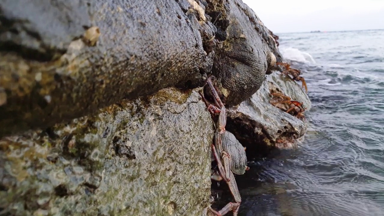 石头上的马尔代夫螃蟹。Steadycam向前射视频素材