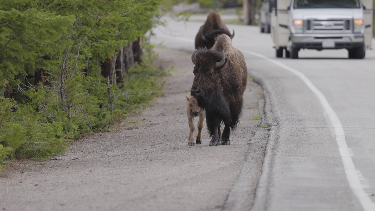 在美国风景中，野牛和小牛走在路边。黄石国家公园视频素材