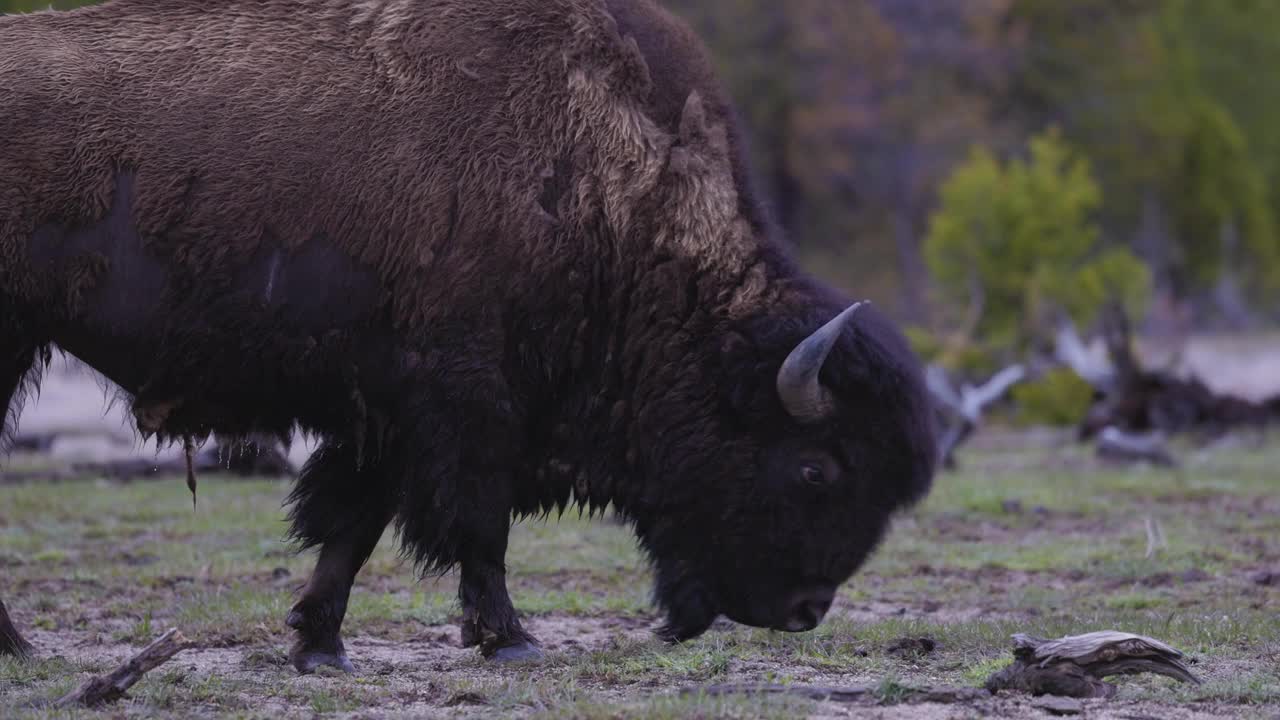 美洲野牛在吃草。黄石国家公园。视频素材
