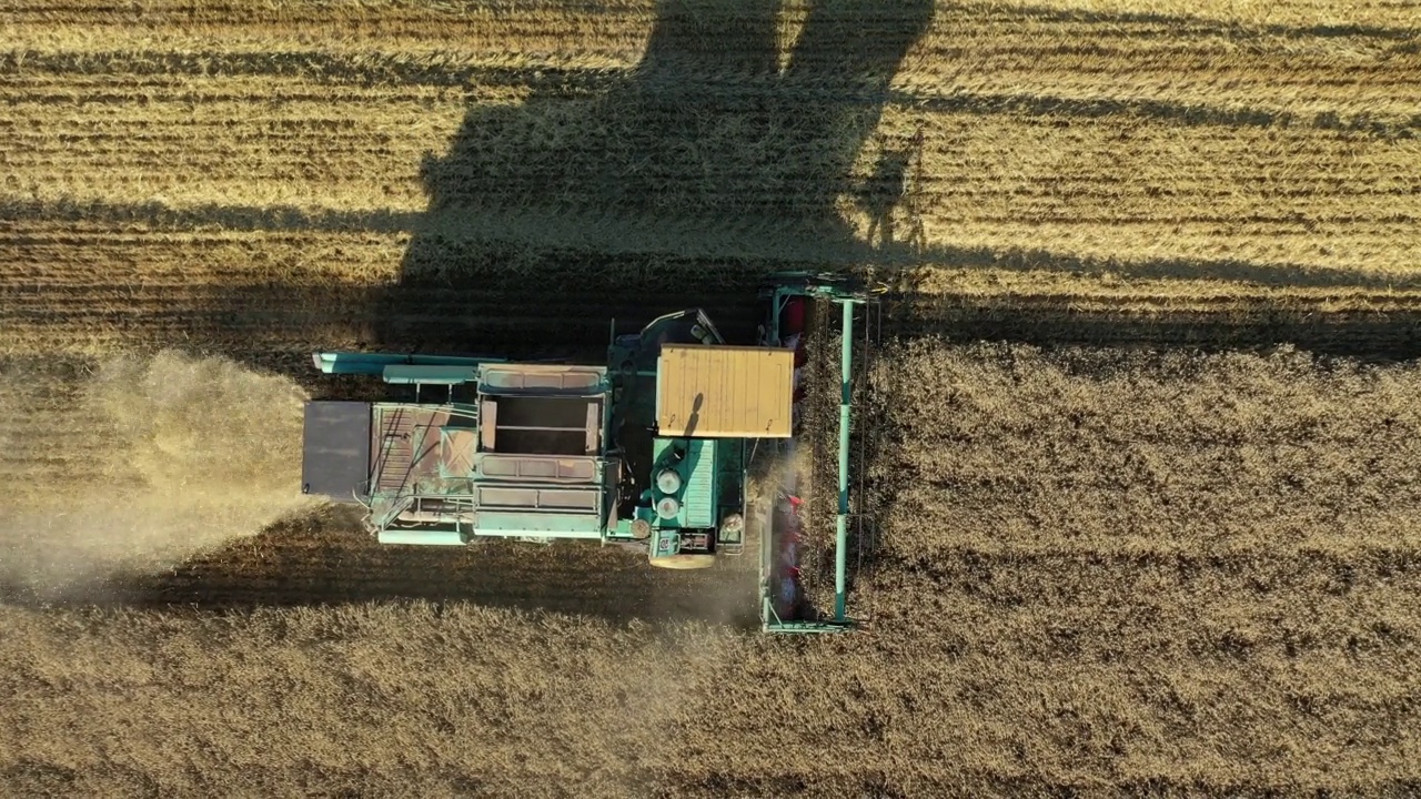 田间鸟瞰图上的联合收割机收割小麦视频素材
