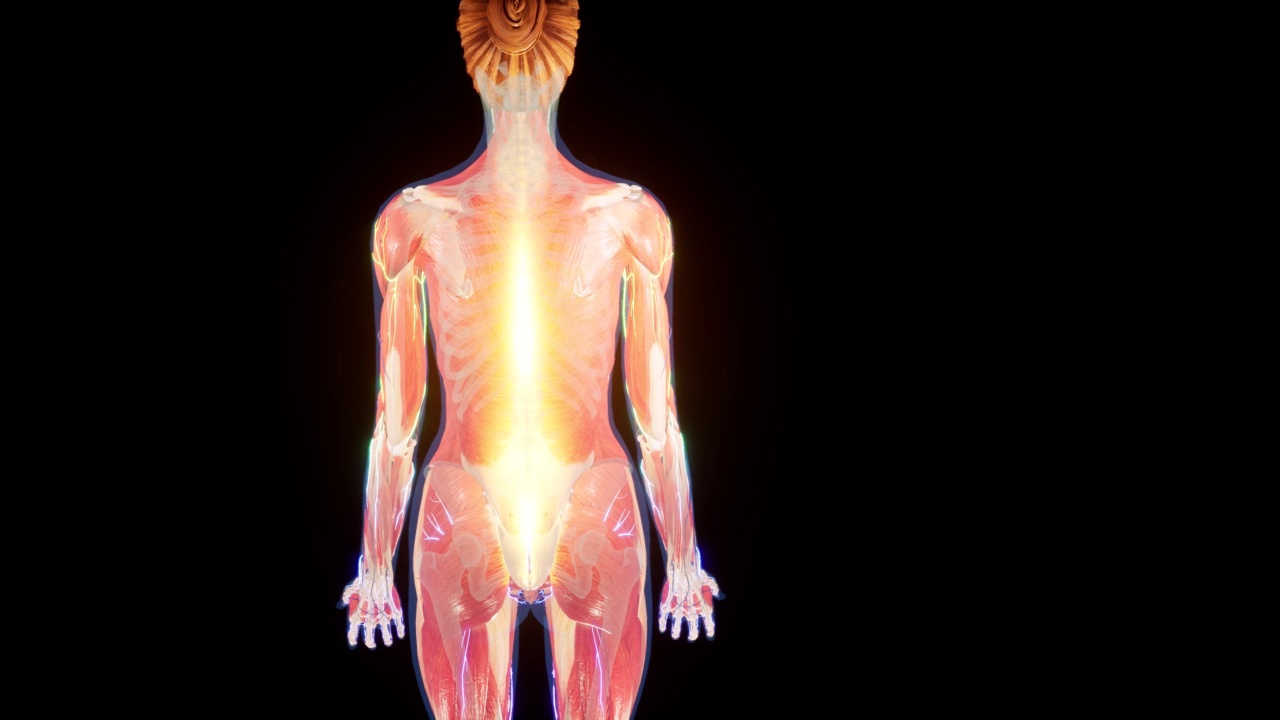 3d渲染了医学上精确的背部疼痛动画视频素材