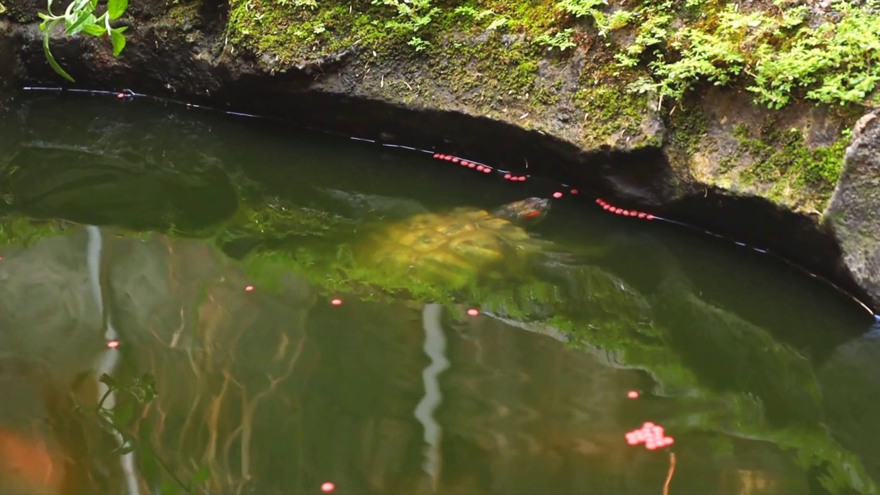 乌龟在池塘里游泳视频素材