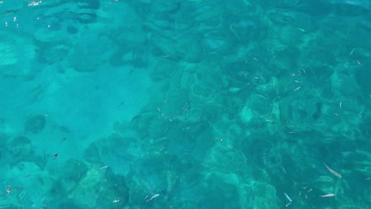游泳的鱼。清澈的淡水背景。视频下载