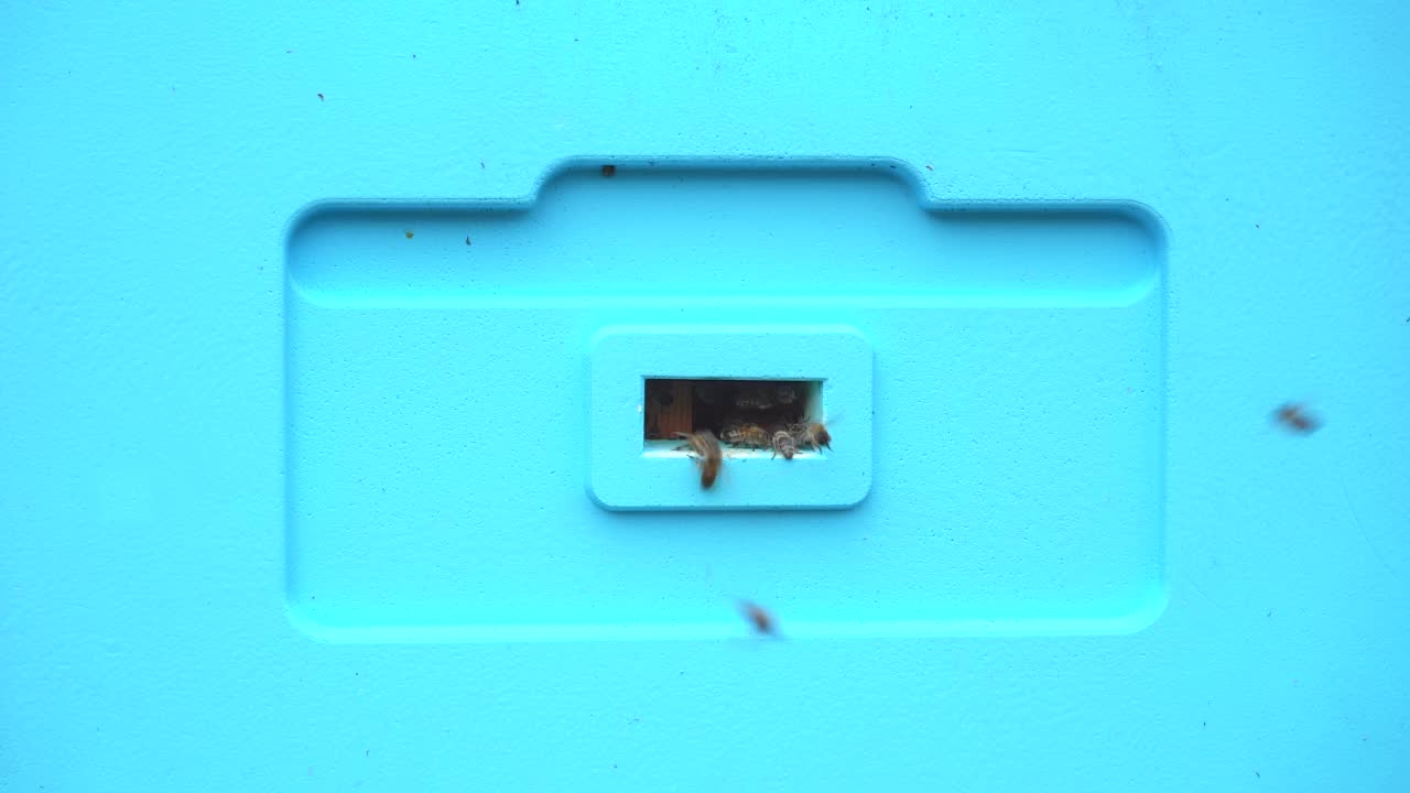 蜜蜂的蓝色蜂箱。健康饮食。养蜂的概念。辛勤工作的蜜蜂。视频素材