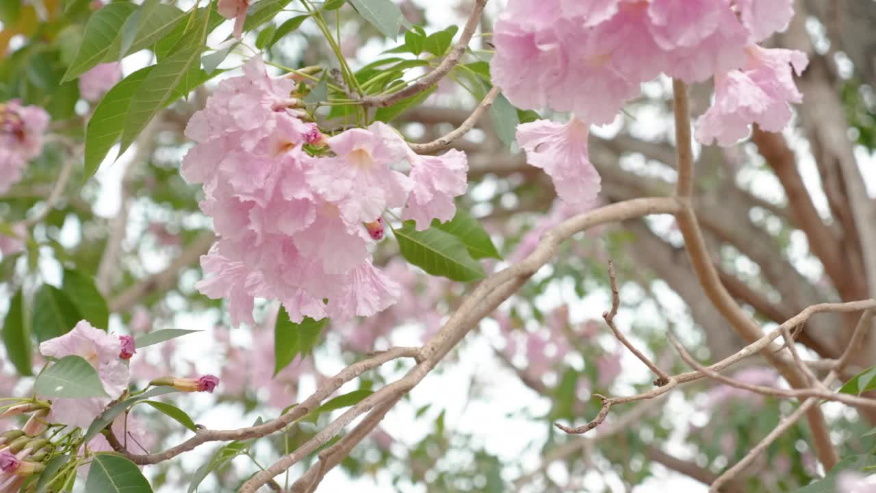 粉色樱花在风中摇曳的特写镜头视频素材