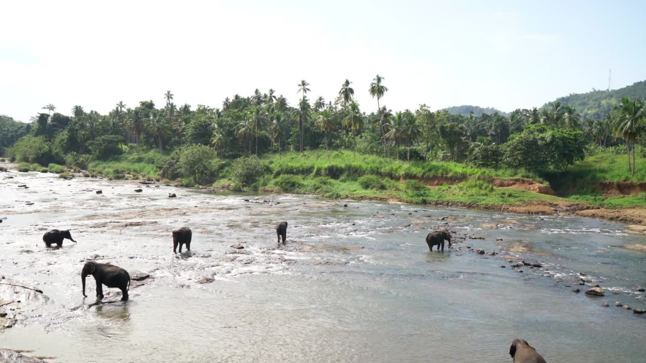 一群年轻的大象走在山间的河水中。斯里兰卡象是亚洲象的一个亚种。平纳瓦拉大象孤儿院的4K镜头。视频素材