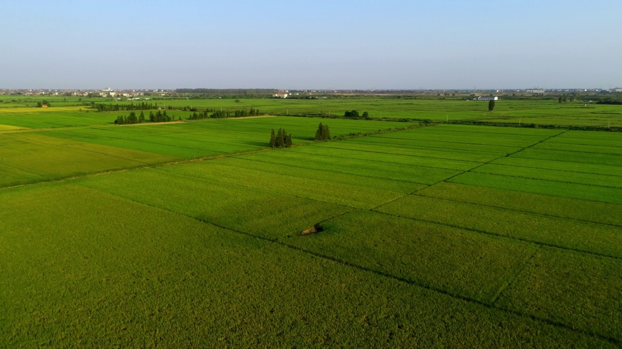 绿色农场的稻田航拍图视频素材