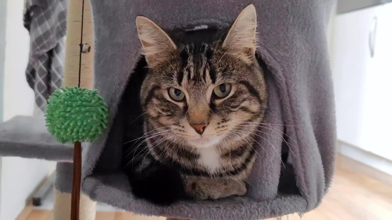 有黑色条纹的灰色虎斑猫抬头看，在一间房子里的一个篮子里休息，篮子上有一个抓挠柱，旁边有一个绿色的猫玩具视频素材