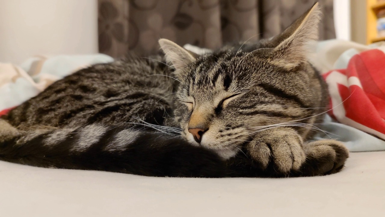 黑色条纹的灰色虎斑猫正在一所房子的卧室的床上睡觉休息视频素材