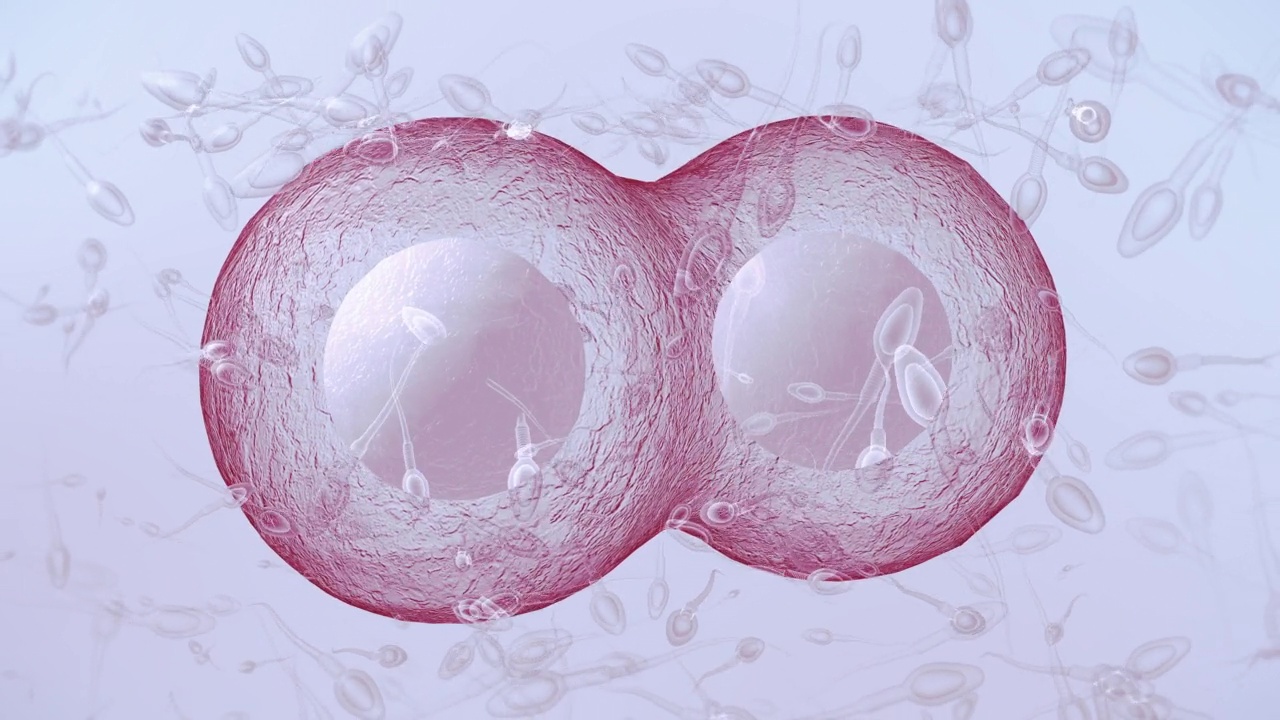 精子和人类卵子视频素材