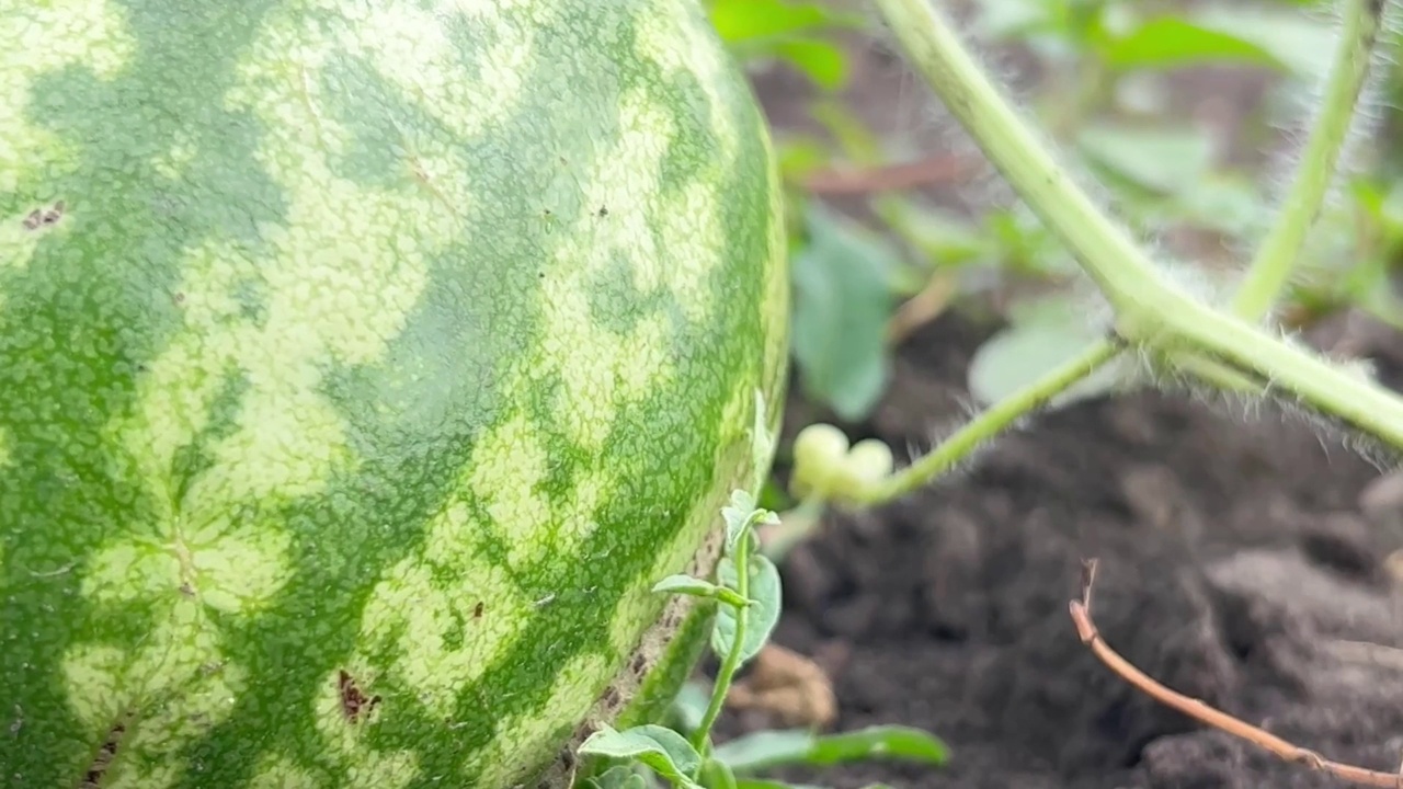 西瓜在夏天的花园里成熟了。视频素材
