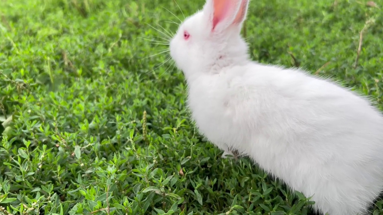 一只漂亮的小兔子正在地里吃草。视频素材