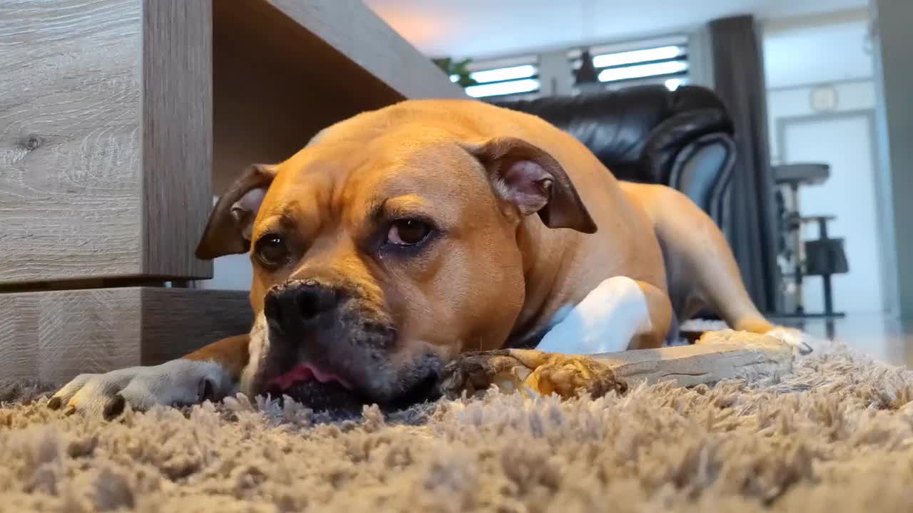 斯塔福德郡bulterriër一只斗牛犬躺在一所房子的地毯上，一边看着镜头一边玩骨头视频素材