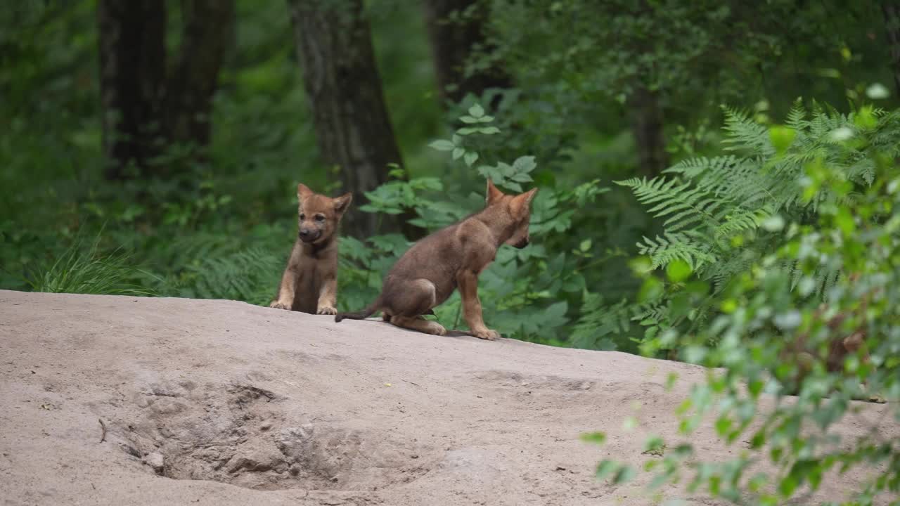 狼(Canis lupus)，森林中的三只幼狼视频素材