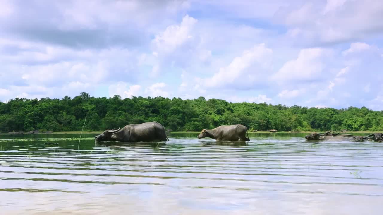 一群水牛在河里洗澡视频素材