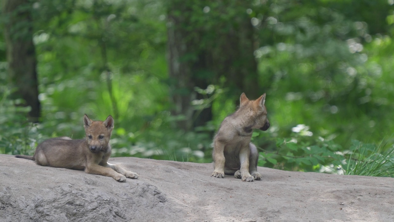 狼(Canis lupus)，森林中的三只幼狼视频素材