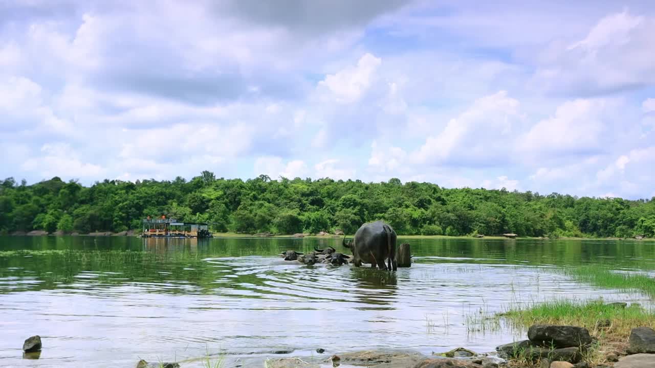 一群水牛在河里洗澡视频素材
