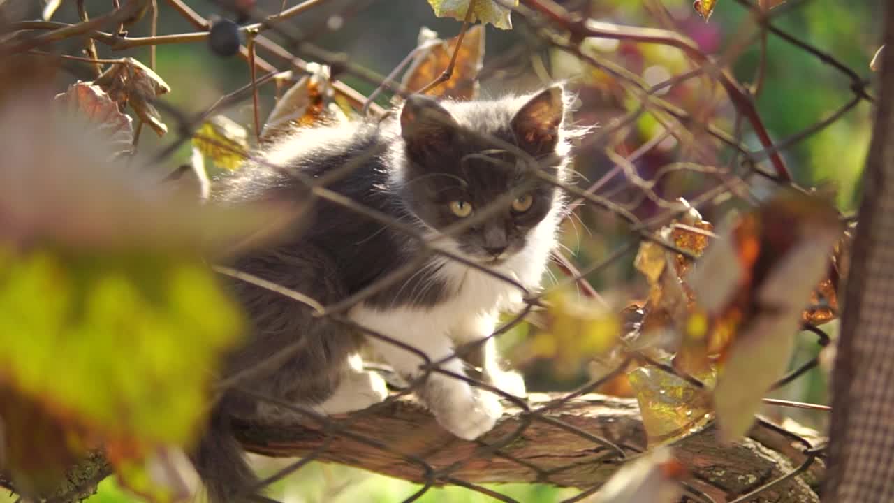篱笆后面藤蔓上的小猫视频下载