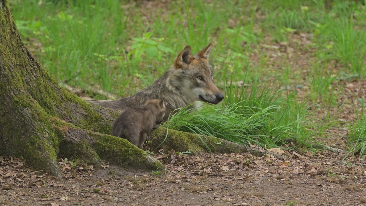 狼(Canis lupus)，成年狼和幼狼在森林里玩耍视频素材