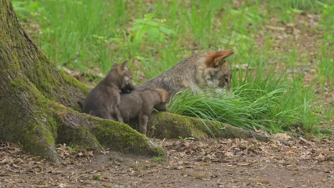 狼(Canis lupus)，成年狼和幼狼在森林里玩耍视频素材