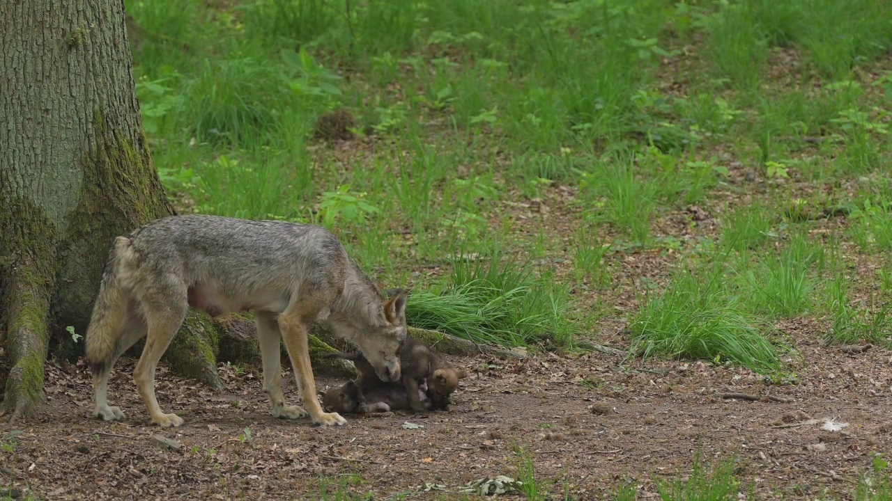 狼(犬科狼属)，在森林中有两只幼狼的成年狼视频素材