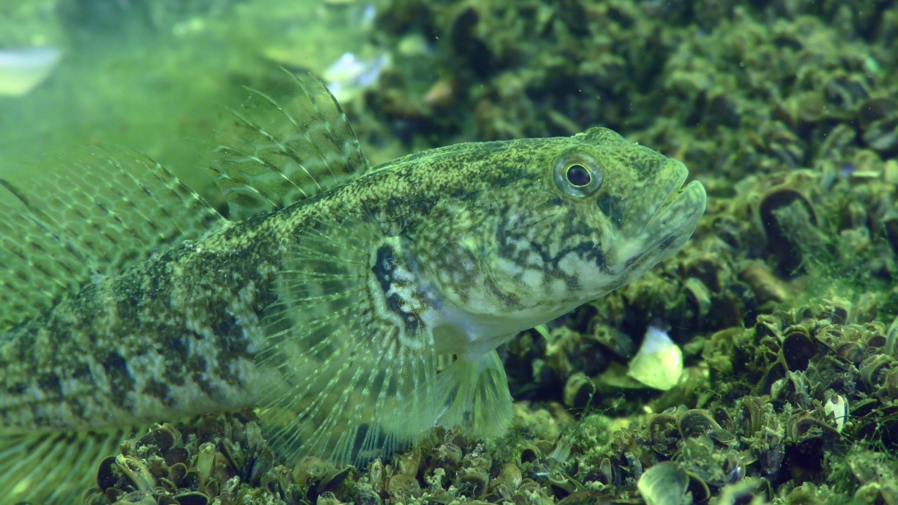正在繁殖的草虾虎鱼:雄性守卫巢穴。视频下载