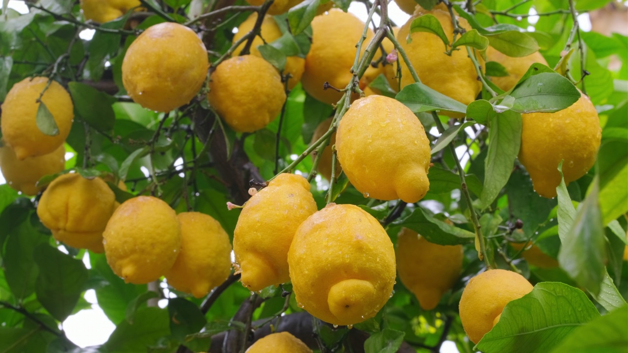 成熟的黄色柠檬在雨后水滴挂在树枝上视频素材