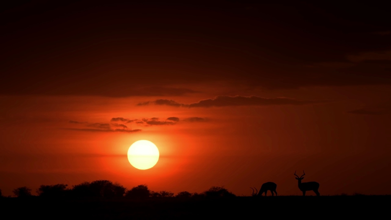 日落时分，森林里的非洲鹿的史诗般的镜头。非洲森林剪影视频素材