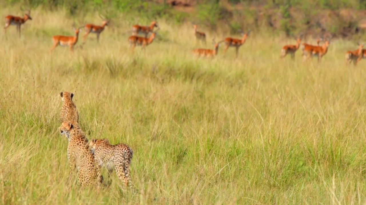 野生非洲猎豹联盟在森林的草地上休息的画像。非洲斑猎豹家族坐在草地上的史诗镜头视频素材