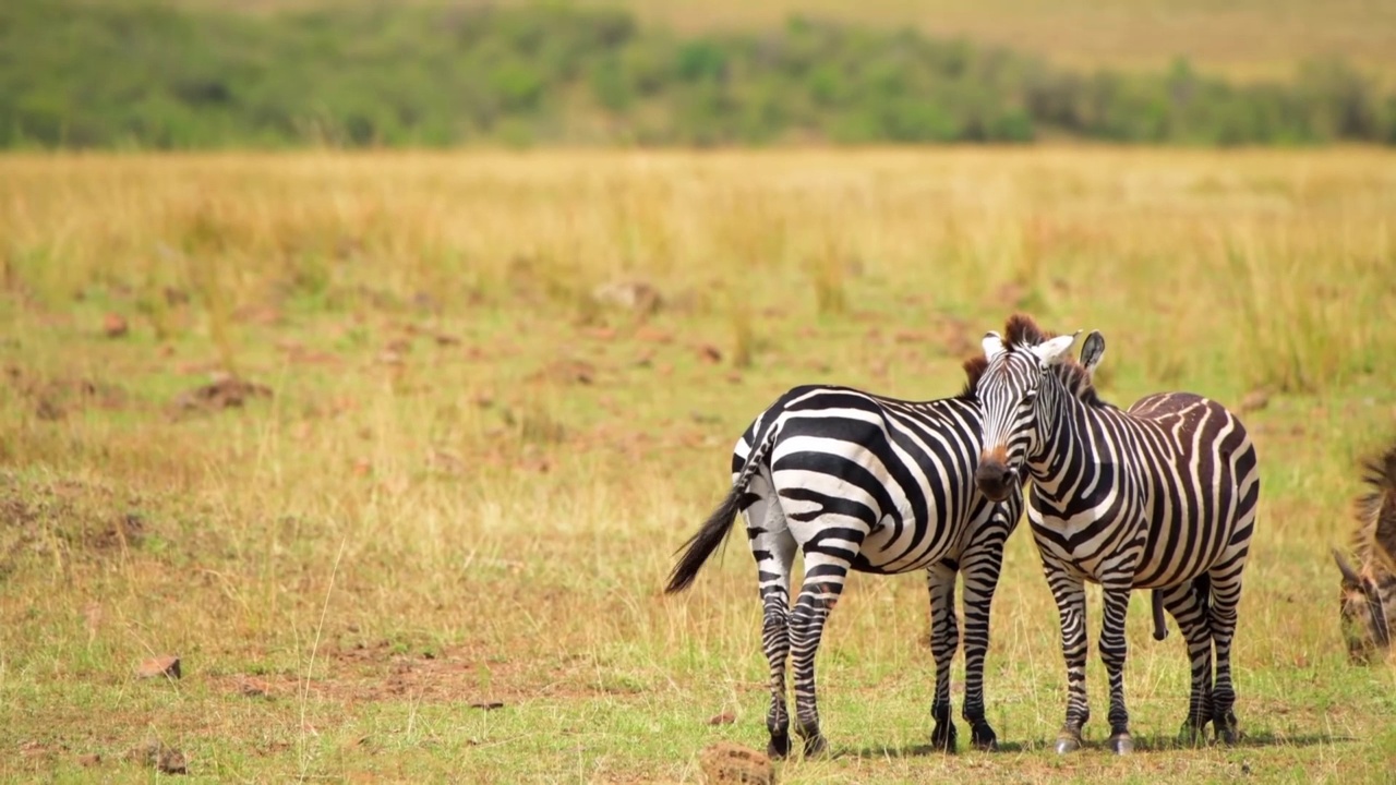 两只野生非洲斑马站在森林里的画面。南非森林里的野生非洲斑马视频素材