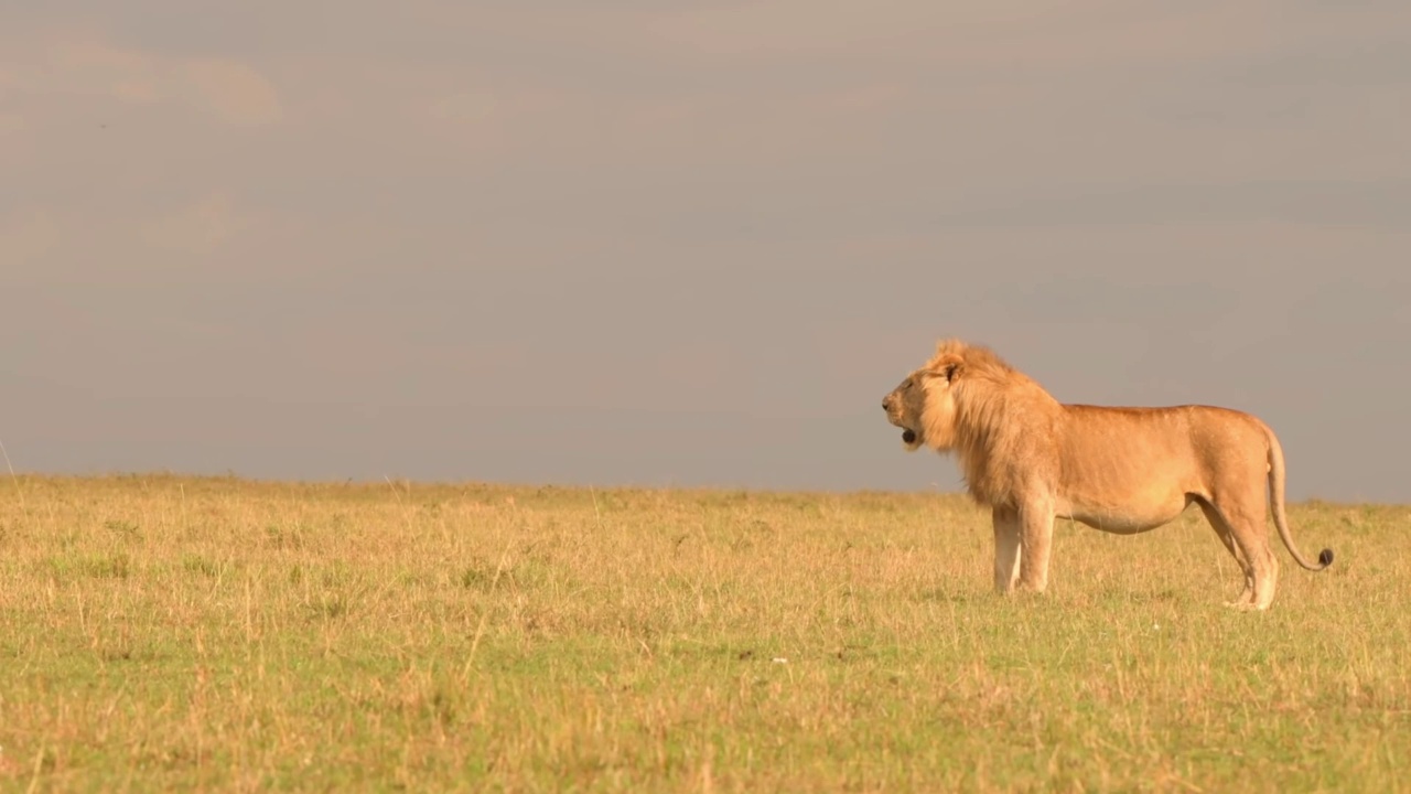 一只野生雄性非洲狮站在森林里的画面。非洲狮正面的肖像站在森林中视频素材