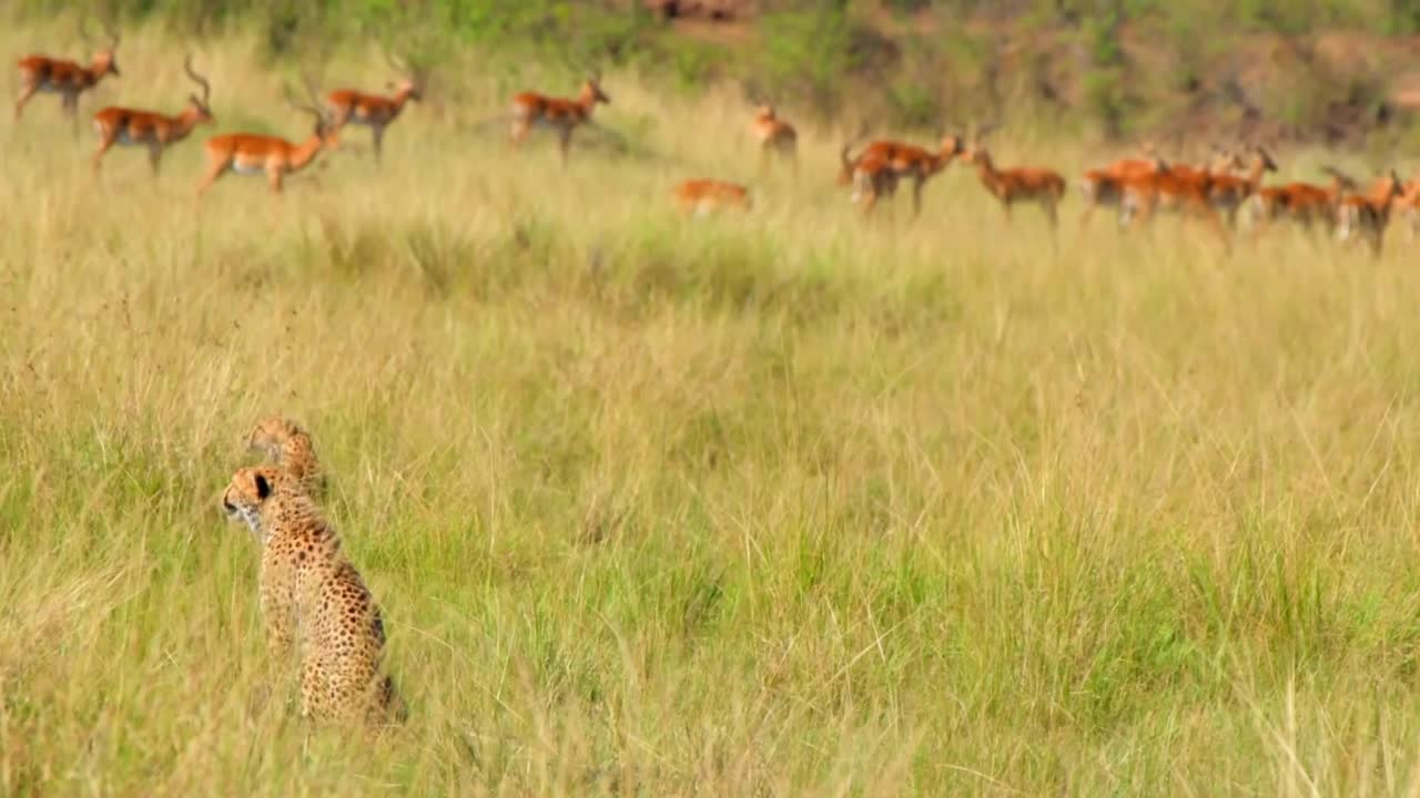 野生非洲猎豹联盟在森林中行走的肖像。大草原非洲猎豹兄弟联盟视频素材